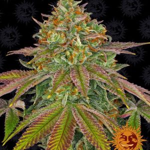Wedding Cake Feminised Seeds - 5