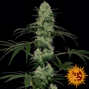 Tangerine Dream Auto Feminised Seeds - 5