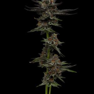 Vanilla CrÃ©me Pie Feminised Seeds - 5