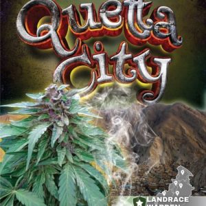 Quetta City Regular Seeds - 10