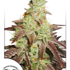 Night Queen Auto Feminised Seeds - 7
