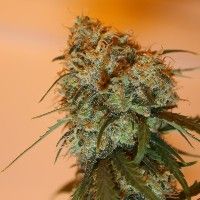 Golden Tiger Feminised Seeds - 5
