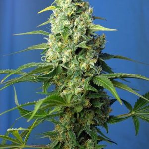 Honey Peach CBD Auto Feminised Seeds - 5