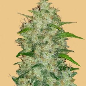 Original Chemdawg Auto Feminised Seeds - 2
