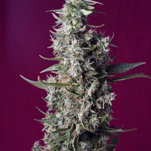 Sweet Cherry Pie Feminised Seeds - 5