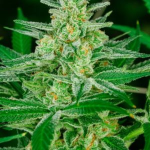 Blue Dream Feminised Seeds - 5+2