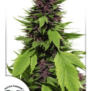 Frisian Duck Feminised Seeds - 5