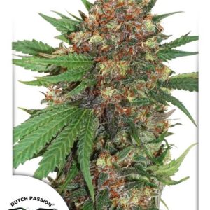 Master Kush Feminised Seeds - 5
