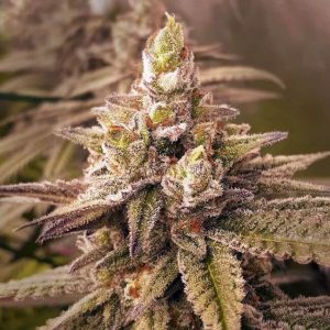2 B Blunt Feminised Seeds - 6