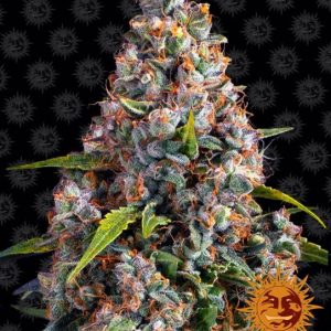 Strawberry Cheesecake Auto Feminised Seeds - 10