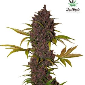 LSD-25 Auto Feminised Seeds - 2