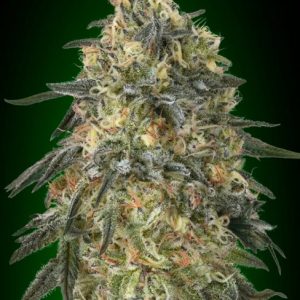 Gorilla Feminised Seeds - 5