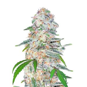 Blue Dream Auto Feminised Seeds - 2