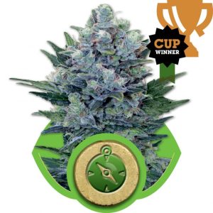 Northern Light Auto Feminised Seeds - 5