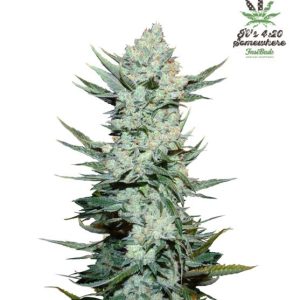 Tangie 'Matic Auto Feminised Seeds - 2