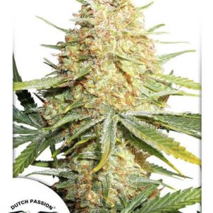 Lemon Kix (Lemon Zkittle) Auto Feminised Seeds - 7