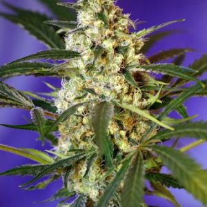 Fast Bud #2 Auto Feminised Seeds - 5