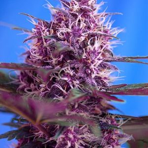 Red Poison Auto Feminised Seeds - 25