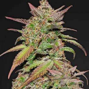 Smoothie Auto Feminised Seeds - 2