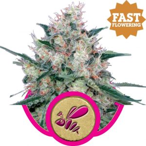 Honey Cream FAST Version Feminised Seeds - 5