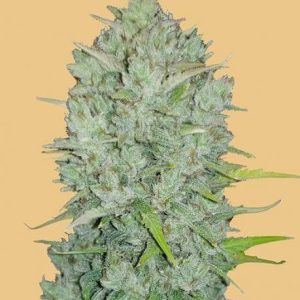 Original Northern Lights Auto Feminised Seeds - 2