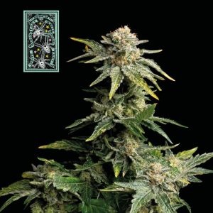 White Widow FAST Feminised Seeds - 50