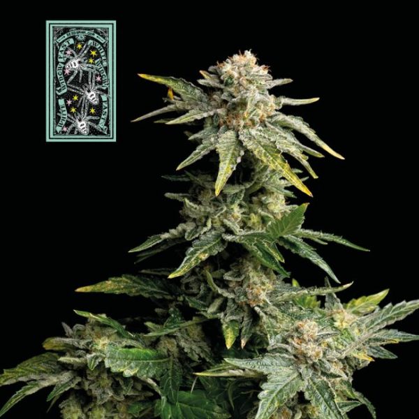 White Widow FAST Feminised Seeds - 50