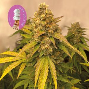 Gelat.OG Auto Feminised Seeds - 50