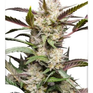 Mimosa Punch Auto Feminised Seeds - 3