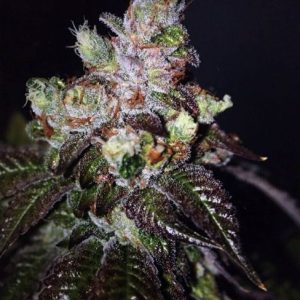 Island Punch Auto Feminised Seeds - 6