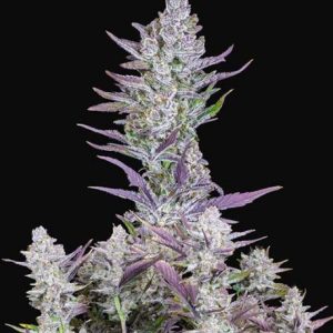 Wedding Glue Auto Feminised Seeds - 2