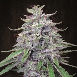 Bangi Haze Regular Seeds - 5