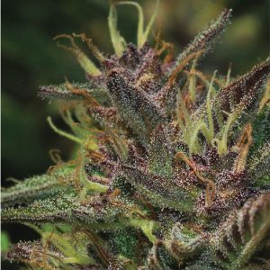 Blueberry Muffin Feminised Seeds - 5
