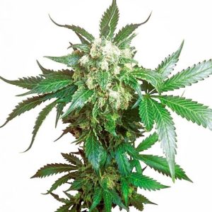 Black Domina Feminised Seeds - 5