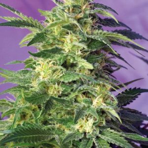 Killer Kush Auto Feminised Seeds - 25