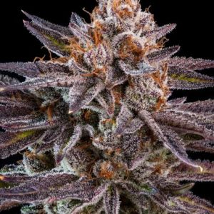 OMG Feminised Seeds - 5