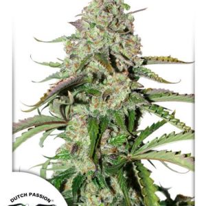 Colorado Cookies Auto Feminised Seeds - 7