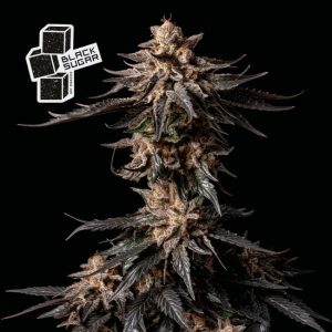 Black Sugar Feminised Seeds - 50
