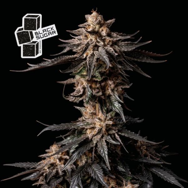 Black Sugar Feminised Seeds - 50