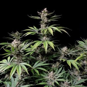 Cherry Cola Auto Feminised Seeds - 2