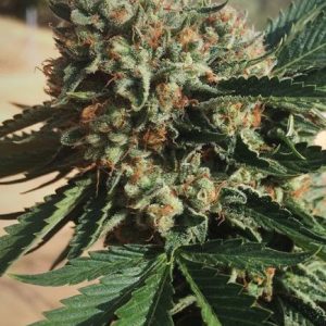 Sapphire OG Feminised Seeds - 5