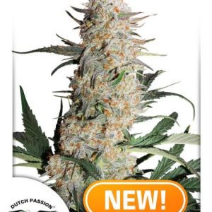 Critical Orange Punch Feminised Seeds - 5