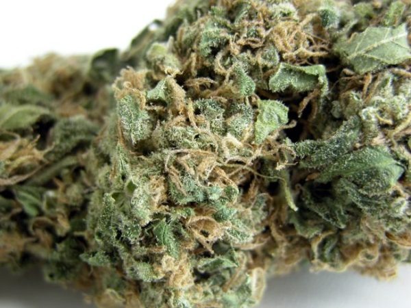 Original Skunk #1 Regular Seeds - 10