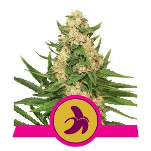 Fat Banana Feminised Seeds - 5