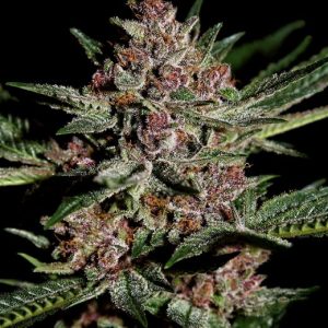 Bubba Kush Feminised Seeds - 5