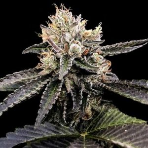 Cataract Cake Feminised Seeds - 6