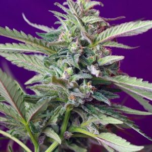 S.A.D. Auto Feminised Seeds - 5