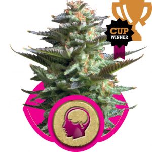 Amnesia Haze Feminised Seeds - 5