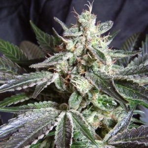 Black Jack Feminised Seeds - 5