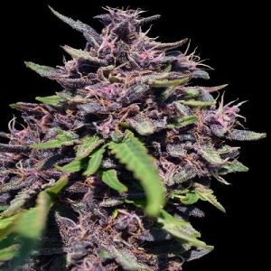 Panama x PCK Feminised Seeds - 5